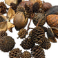 Mini/Nano Seed Pod Variety Pack - 35 Pieces - IHEARTBUGS, INC.