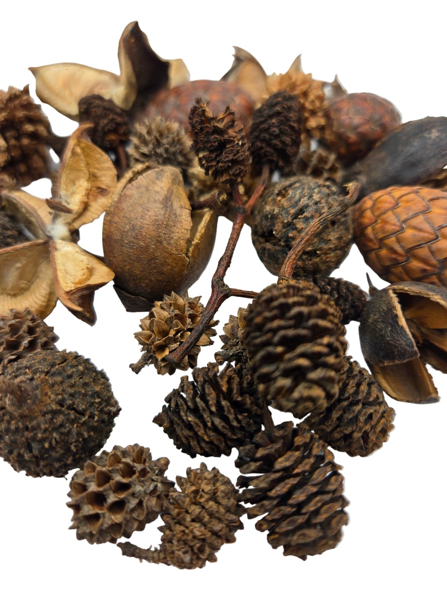 Mini/Nano Seed Pod Variety Pack - 35 Pieces - IHEARTBUGS, INC.