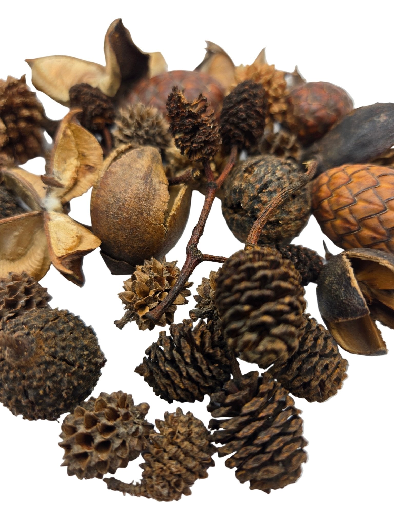 Mini/Nano Seed Pod Variety Pack - 35 Pieces - IHEARTBUGS, INC.
