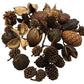 Mini/Nano Seed Pod Variety Pack - 35 Pieces - IHEARTBUGS, INC.