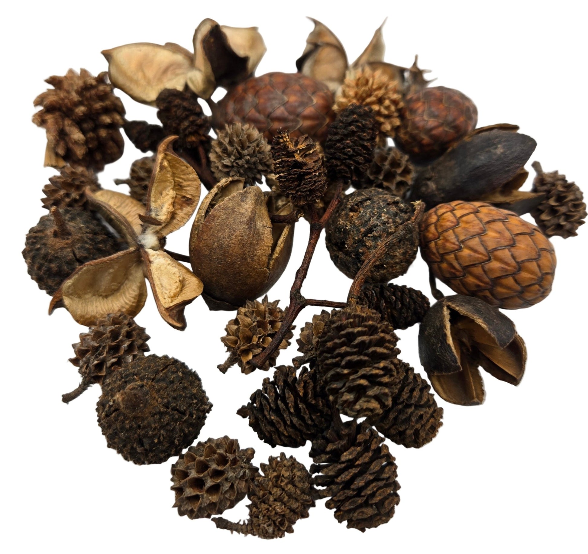 Mini/Nano Seed Pod Variety Pack - 35 Pieces - IHEARTBUGS, INC.
