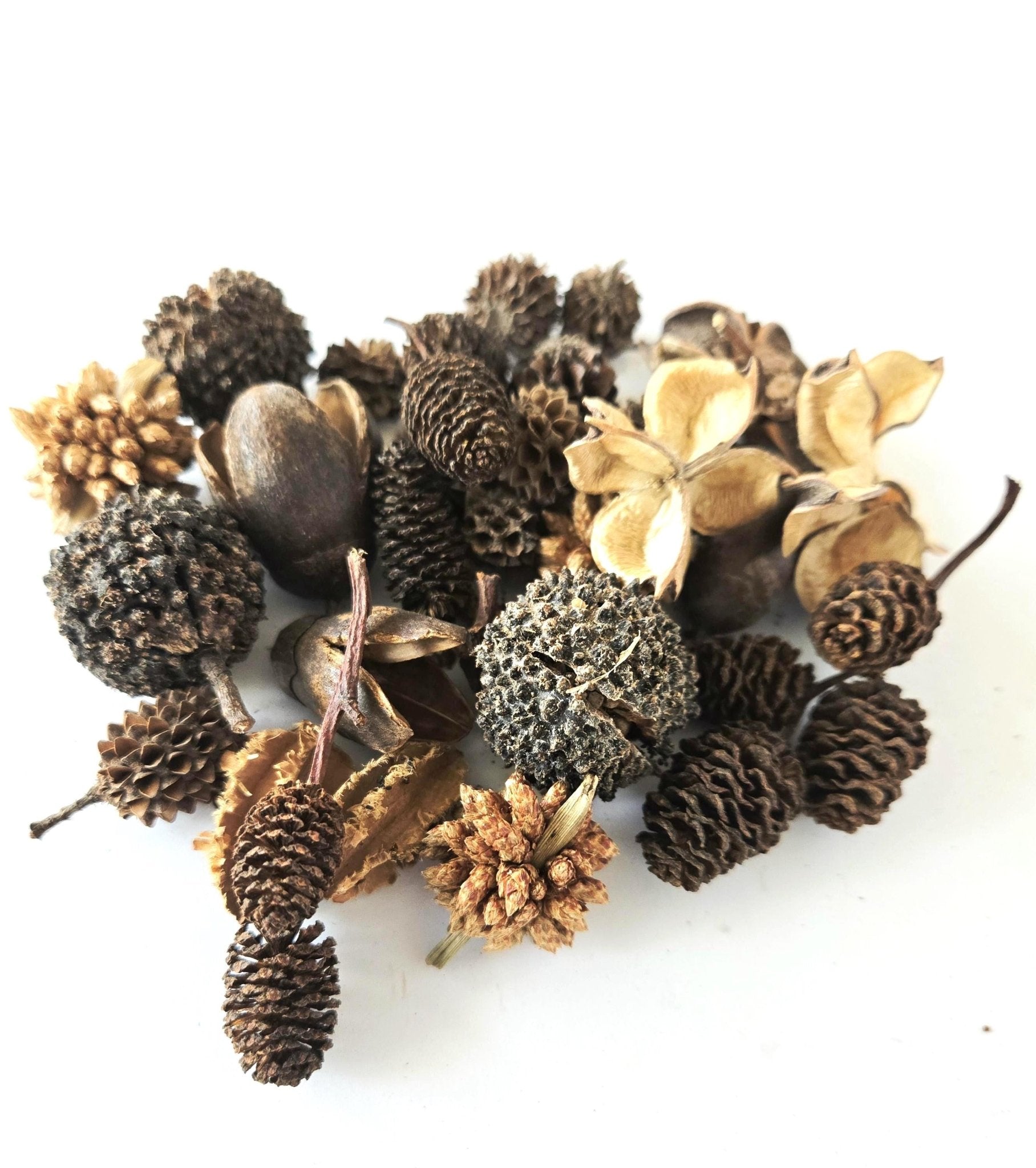 Mini/Nano Seed Pod Variety Pack - 35 Pieces - IHEARTBUGS, INC.