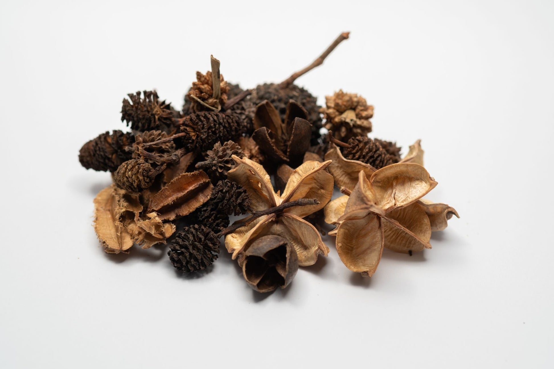 Mini/Nano Seed Pod Variety Pack - 35 Pieces - IHEARTBUGS, INC.