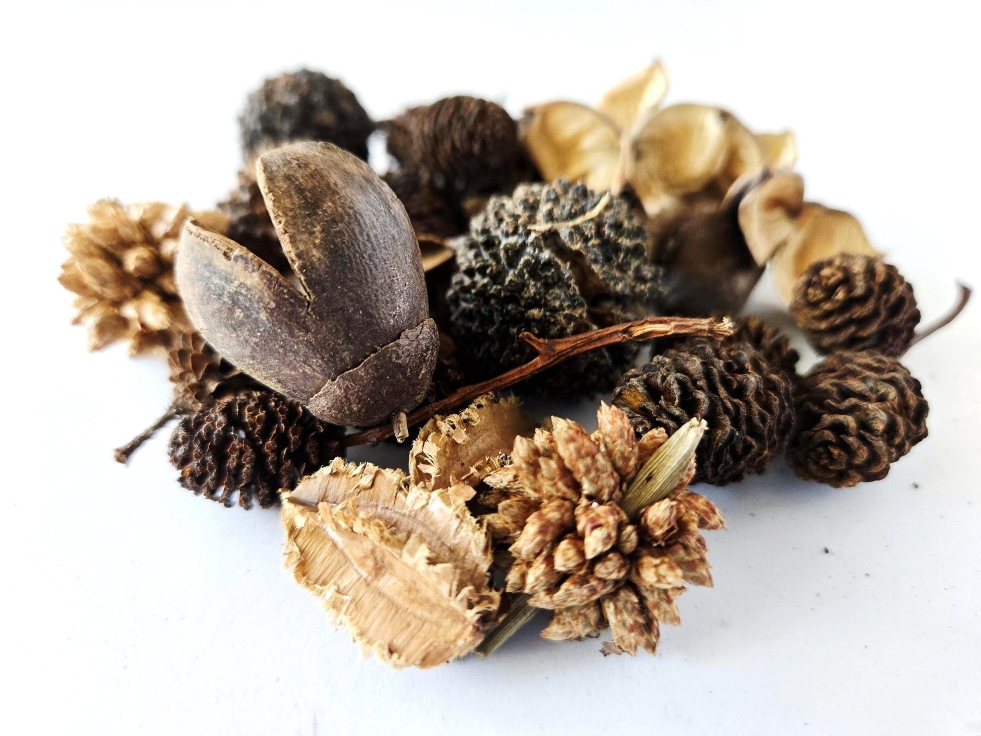 Mini/Nano Seed Pod Variety Pack - 35 Pieces - IHEARTBUGS, INC.