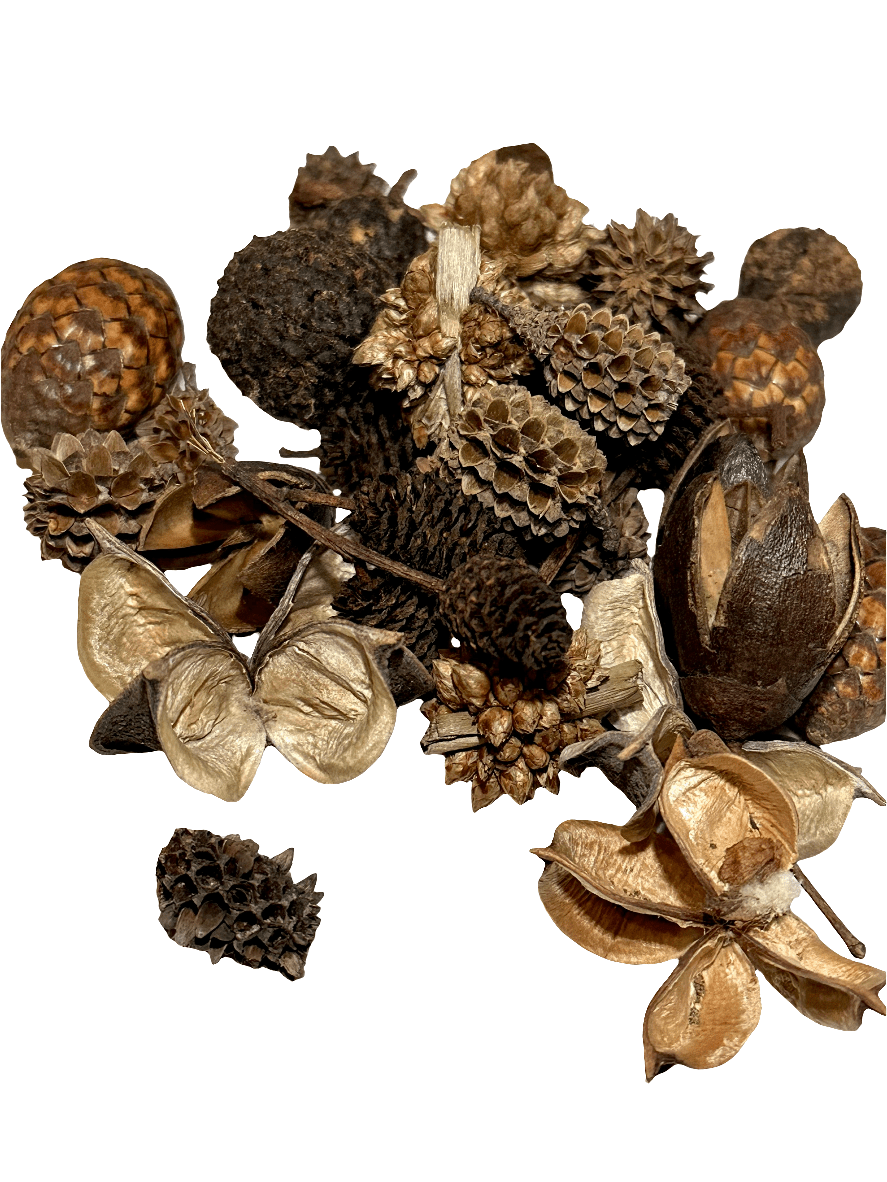 The I Heart Bugs Mini/Nano Seed Pod Variety Pack includes 35 assorted brown and beige seed pods, pinecones, and plant pieces. Perfect for natural-looking terrariums or springtail harvesting thanks to their varied earthy textures.