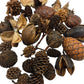 Mini/Nano Seed Pod Variety Pack - 35 Pieces - IHEARTBUGS, INC.