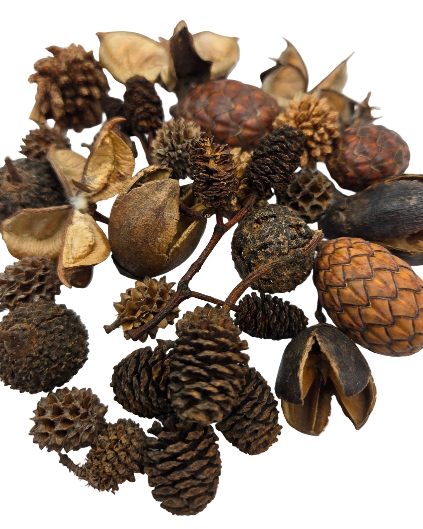 Mini/Nano Seed Pod Variety Pack - 35 Pieces - IHEARTBUGS, INC.