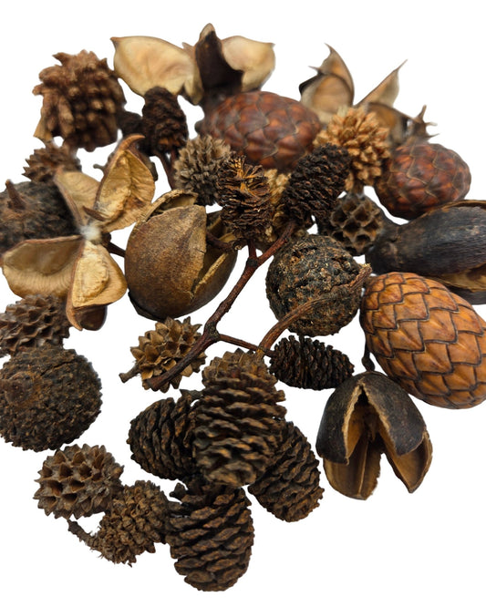 Mini/Nano Seed Pod Variety Pack - 35 Pieces - IHEARTBUGS, INC.