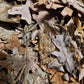 Mixed Leaf Litter/Leaves - 1 gallon - IHEARTBUGS, INC.