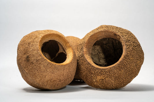 Monkey Pot Pod (XL) Sapucaia Pod - 1 count - IHEARTBUGS, INC.