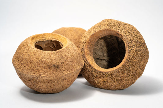 Monkey Pot Pod (XL) Sapucaia Pod - 1 count - IHEARTBUGS, INC.