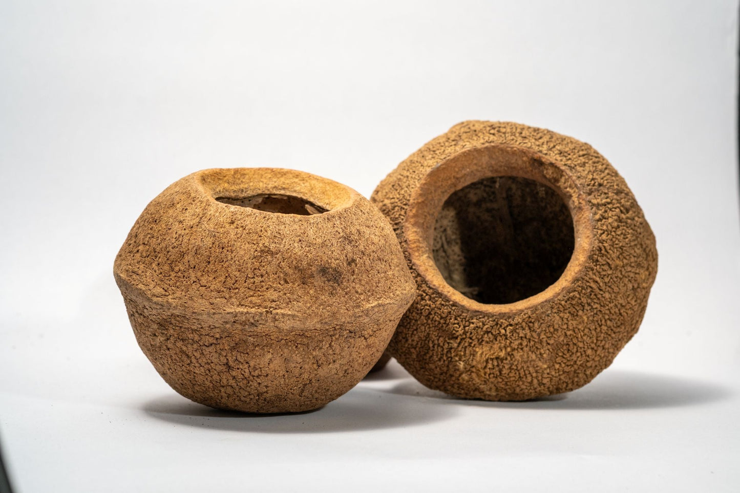 Monkey Pot Pod (XL) Sapucaia Pod - 1 count - IHEARTBUGS, INC.