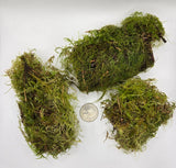 Mossy Branch Pieces - 3 Count - IHEARTBUGS, INC.