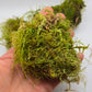 Mossy Branch Pieces - 3 Count - IHEARTBUGS, INC.