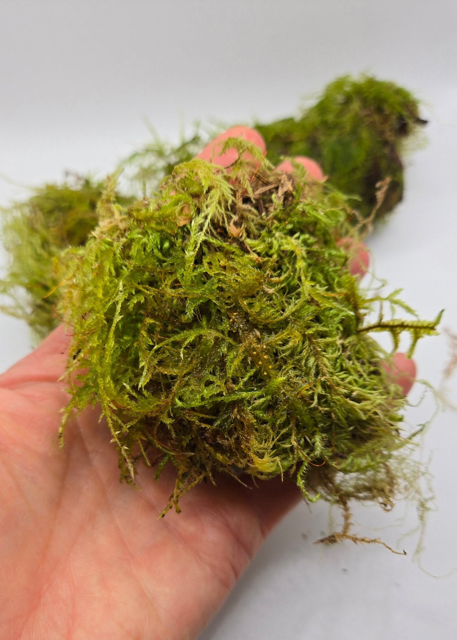 Mossy Branch Pieces - 3 Count - IHEARTBUGS, INC.