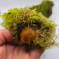 Mossy Branch Pieces - 3 Count - IHEARTBUGS, INC.