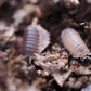 Murina Party Mix Isopods (Cubaris murina) - IHEARTBUGS, INC.