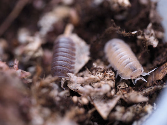 Murina Party Mix Isopods (Cubaris murina) - IHEARTBUGS, INC.