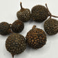 Mutamba Pods - 3 Count - IHEARTBUGS, INC.