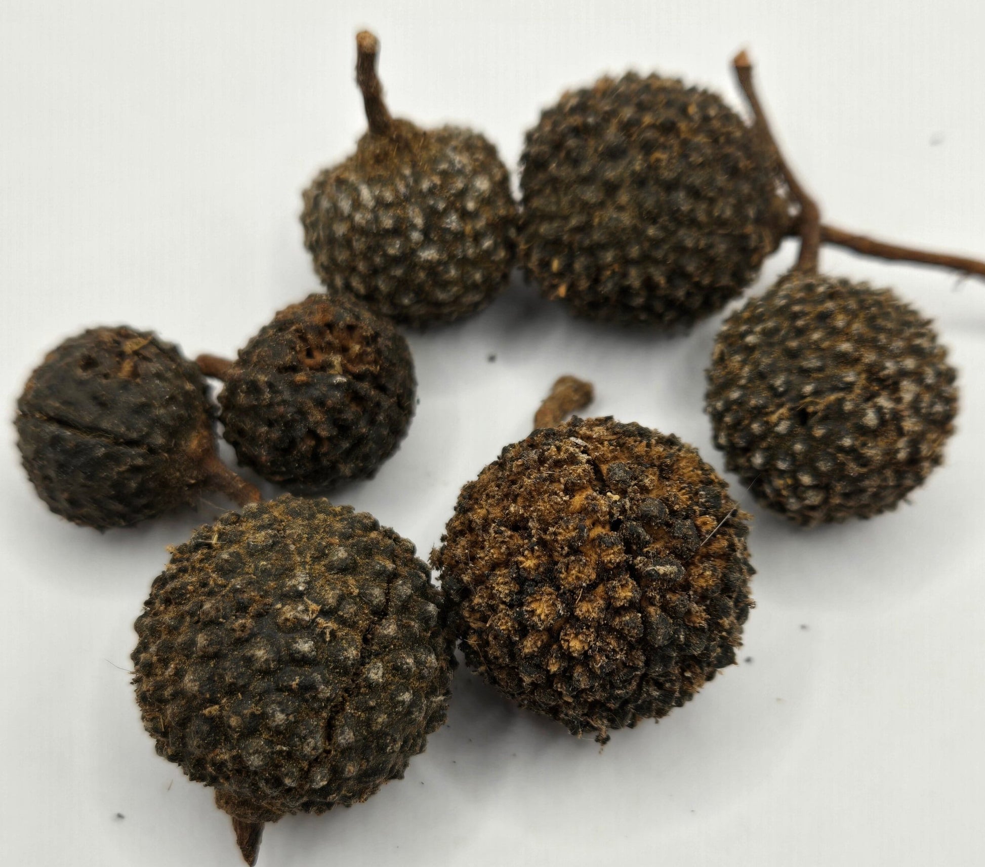 Three rough-textured Mutamba Pods by I Heart Bugs, each with a small stem and bumpy surface, are shown on a white background—perfect for natural dart frog terrariums or enriching springtail cultures.