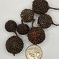 Mutamba Pods - 3 Count - IHEARTBUGS, INC.