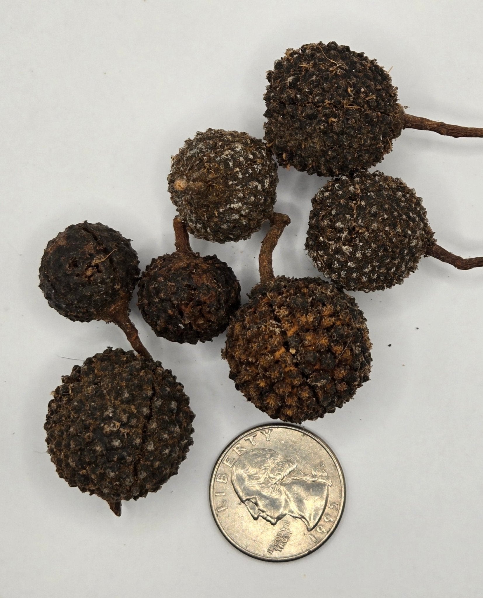 Three rough, round Mutamba Pods from I Heart Bugs are shown next to a U.S. quarter for size—each slightly larger than the coin. These textured seed pods are perfect for dart frog terrariums or springtail cultures.
