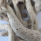 Natural Dried Cabbage Roots - IHEARTBUGS, INC.