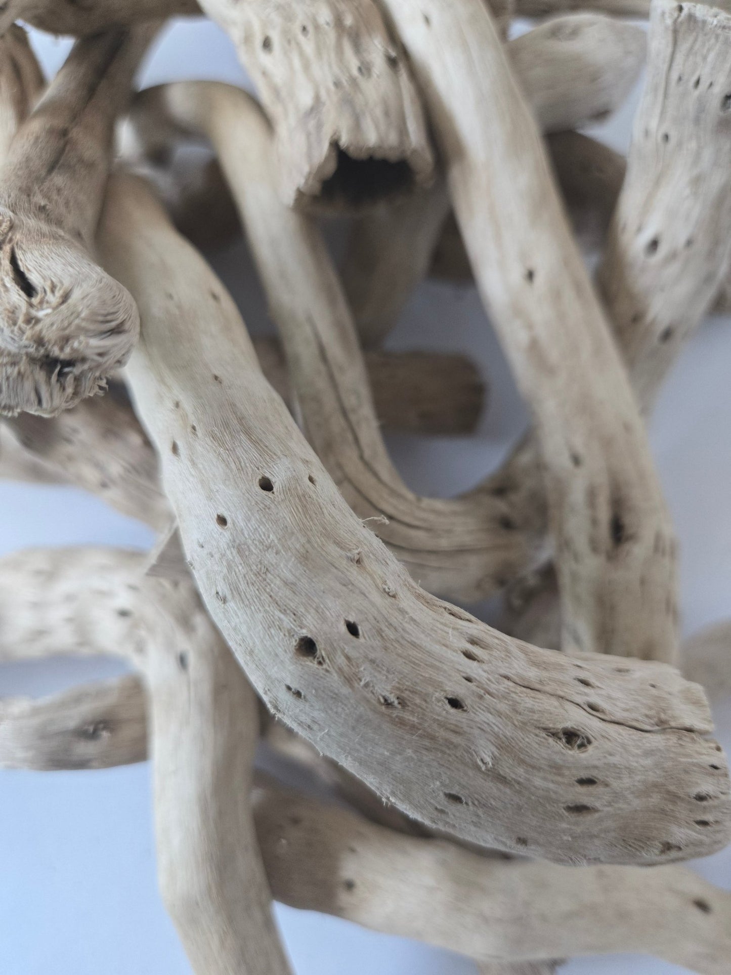 Natural Dried Cabbage Roots - IHEARTBUGS, INC.