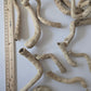 Natural Dried Cabbage Roots - IHEARTBUGS, INC.