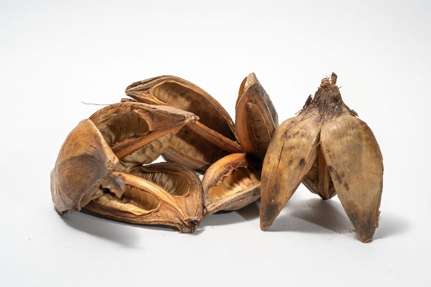 Natural Sora Pods - IHEARTBUGS, INC.