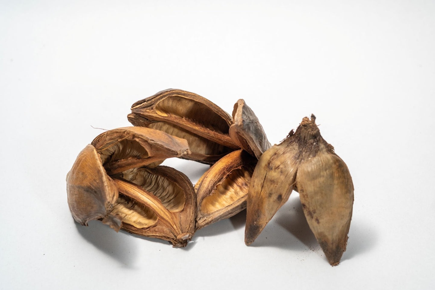 Natural Sora Pods - IHEARTBUGS, INC.