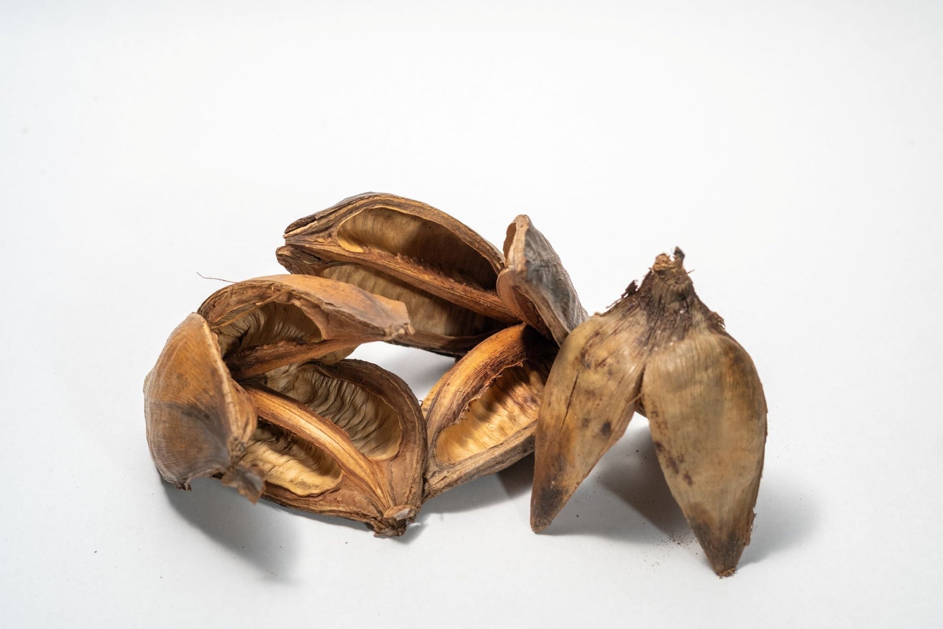 Natural Sora Pods - IHEARTBUGS, INC.