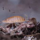 Orange Isopods (Porcellio laevis) - IHEARTBUGS, INC.