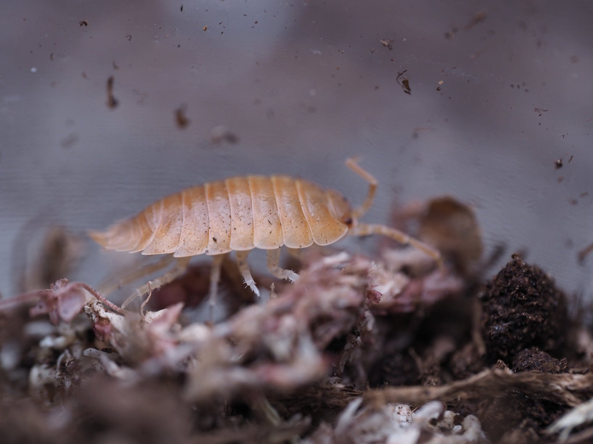 Orange Isopods (Porcellio laevis) - IHEARTBUGS, INC.