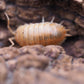 Orange Isopods (Porcellio laevis) - IHEARTBUGS, INC.
