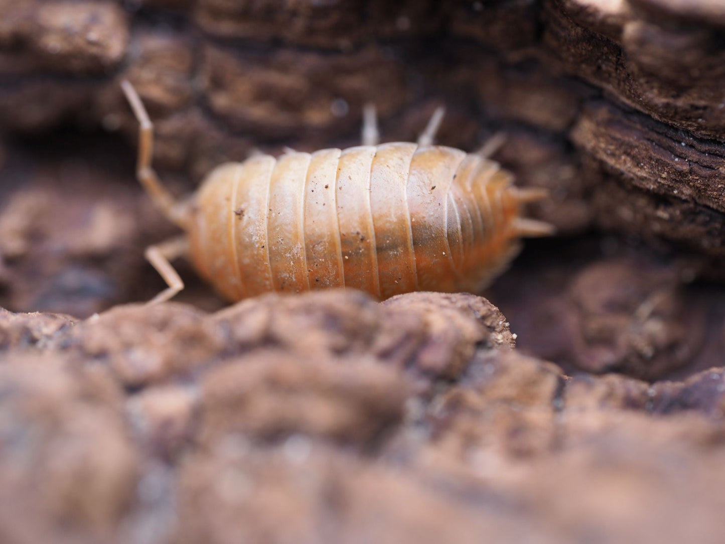 Orange Isopods (Porcellio laevis) - IHEARTBUGS, INC.
