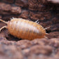Orange Isopods (Porcellio laevis) - IHEARTBUGS, INC.