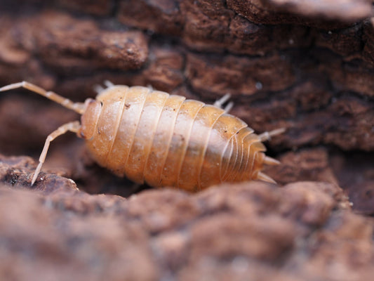 Orange Isopods (Porcellio laevis) - IHEARTBUGS, INC.