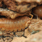 Orange Isopods (Porcellio scaber) - IHEARTBUGS, INC.
