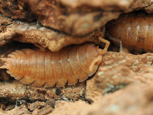 Orange Isopods (Porcellio scaber) - IHEARTBUGS, INC.