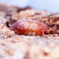 Orange Koi Isopods (Porcellio scaber) - IHEARTBUGS, INC.