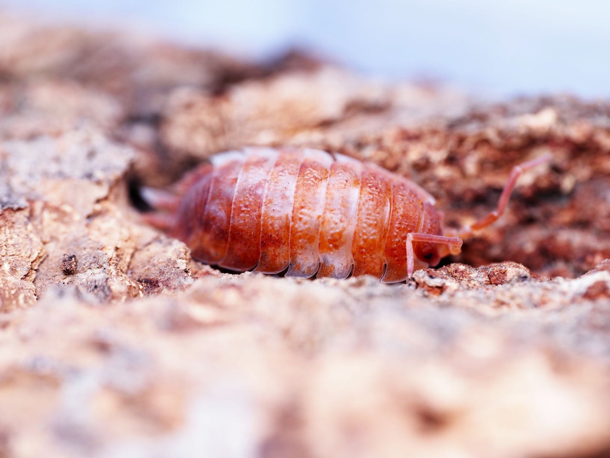 Orange Koi Isopods (Porcellio scaber) - IHEARTBUGS, INC.