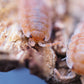 Orange Koi Isopods (Porcellio scaber) - IHEARTBUGS, INC.