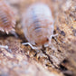 Orange Koi Isopods (Porcellio scaber) - IHEARTBUGS, INC.