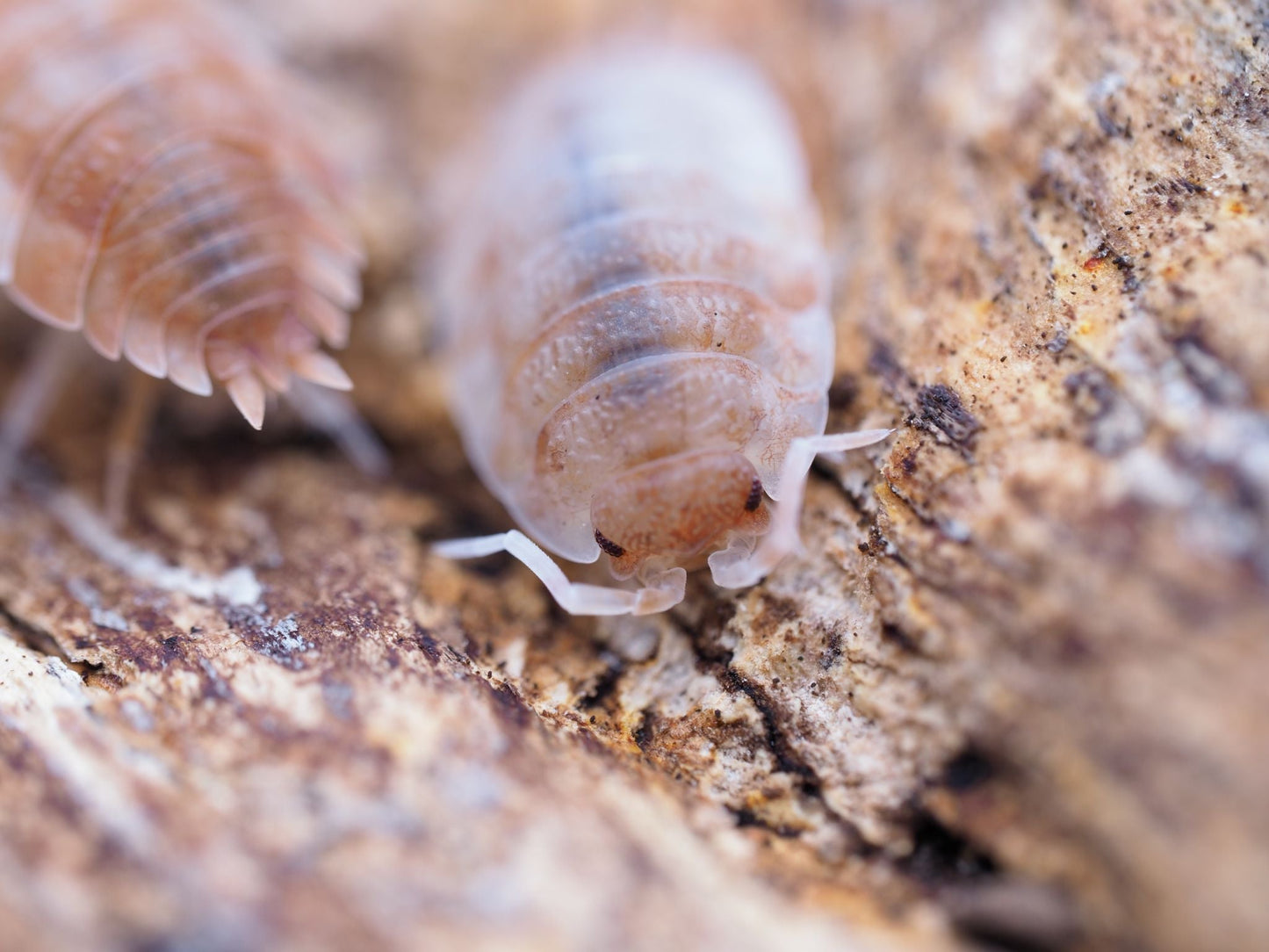 Orange Koi Isopods (Porcellio scaber) - IHEARTBUGS, INC.