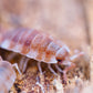 Orange Koi Isopods (Porcellio scaber) - IHEARTBUGS, INC.