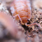 Orange Koi Isopods (Porcellio scaber) - IHEARTBUGS, INC.