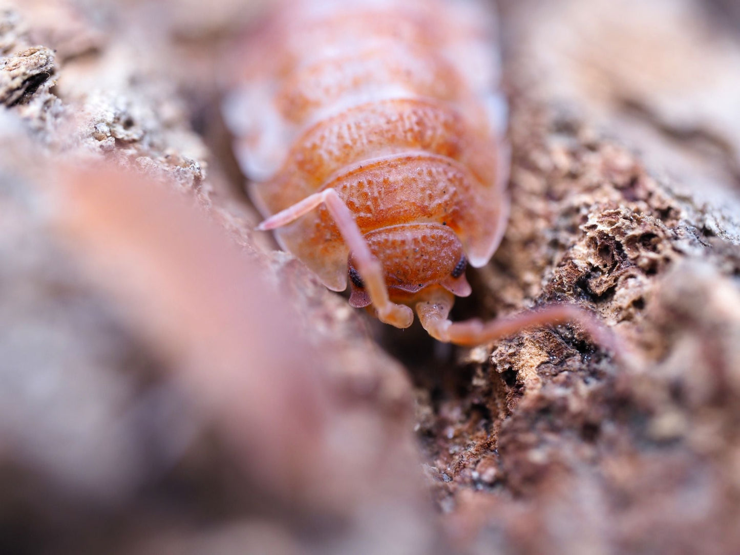 Orange Koi Isopods (Porcellio scaber) - IHEARTBUGS, INC.