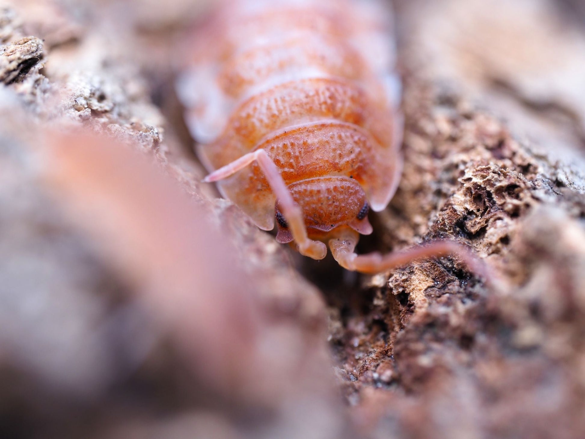 Orange Koi Isopods (Porcellio scaber) - IHEARTBUGS, INC.