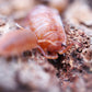 Orange Koi Isopods (Porcellio scaber) - IHEARTBUGS, INC.
